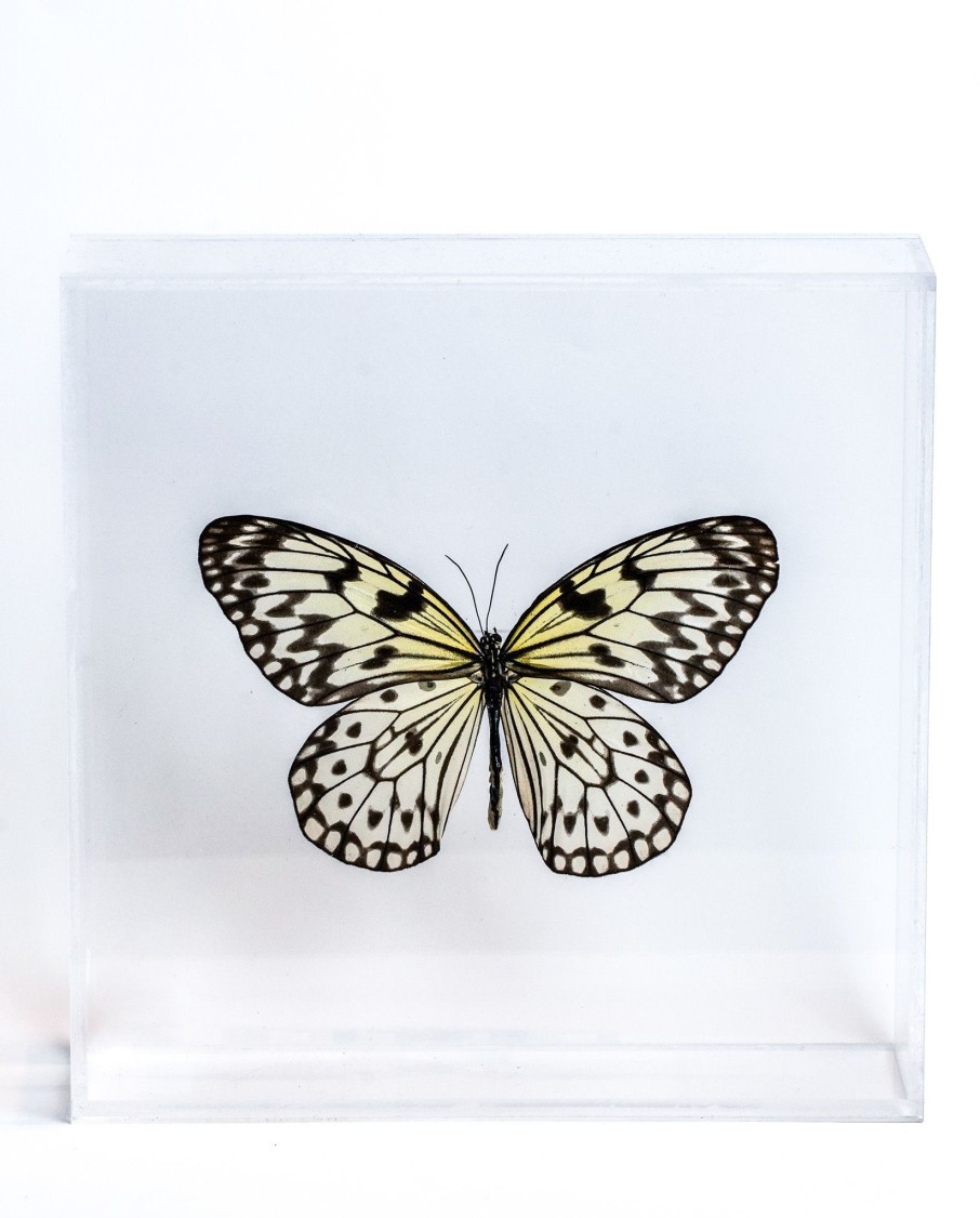 Home The Butterfly Company  | The Butterfly Company - Large Butterfly #1